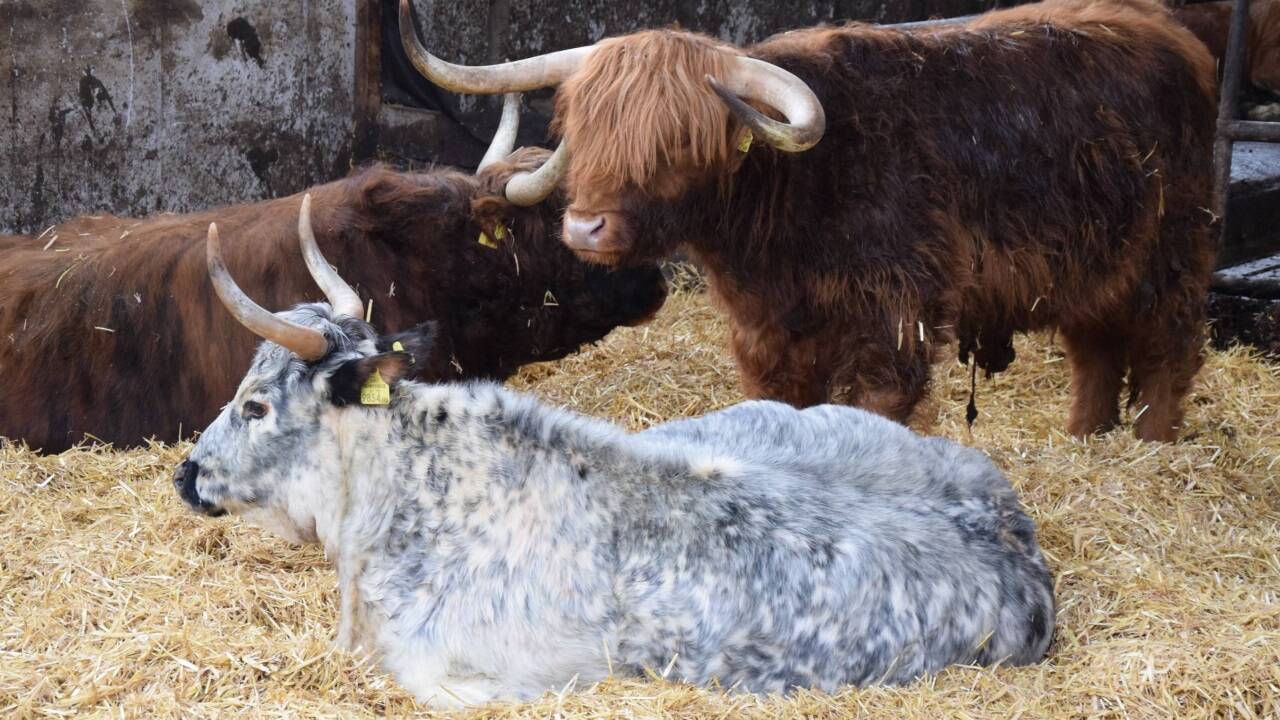 Angusrinder und das Zebu genießen hier Gnadenbrot. 