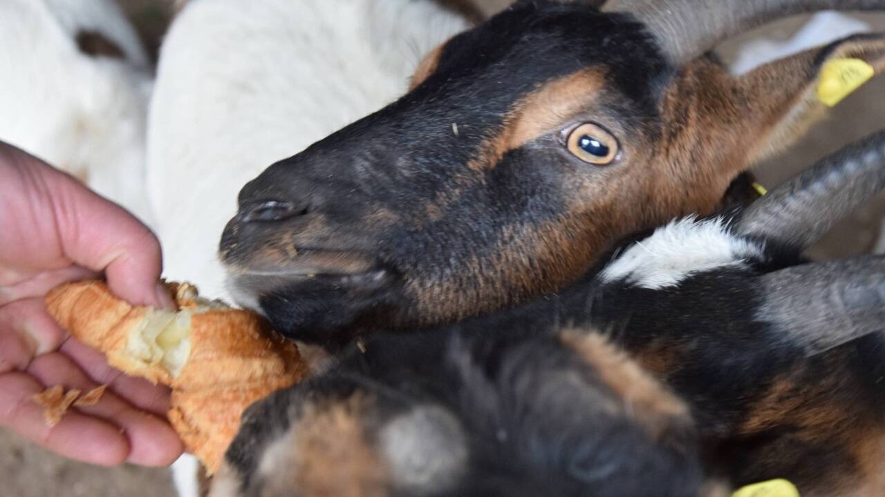Für seine Ziegen hat Johann Konrad immer was Gutes parat. 