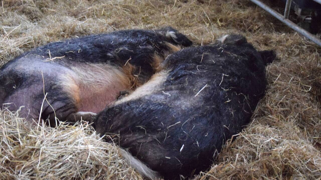 Sie fühlen sich hier sauwohl. 