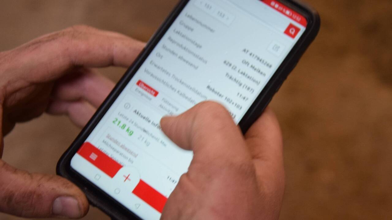 Per App weiß der Bauer immer, wie es seinen Kühen geht. 
