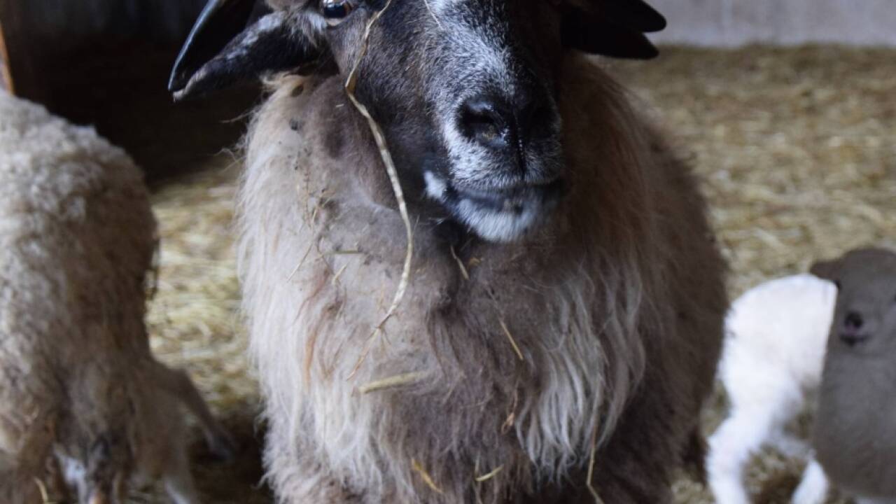 Johann Konrad in seiner Milchkuh-Welt in Pfaffing, Oberösterreich. Bilder: Birgit Egger  