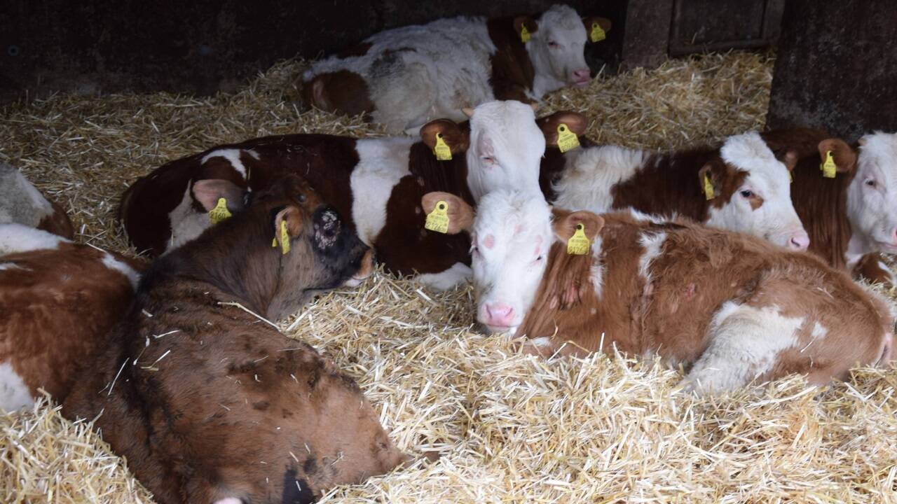 Kinderstube auf Stroh gebettet. 