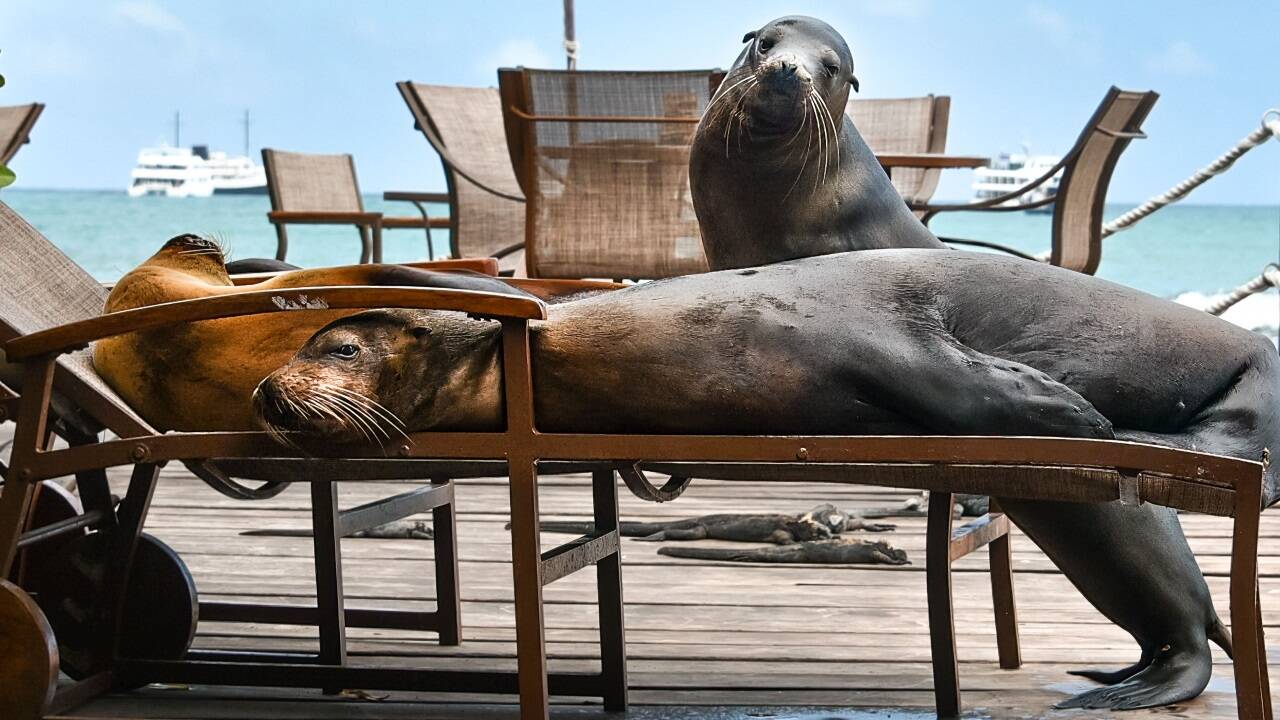 Welchen Song hören sie wohl auf dem Sonnendeck? Welchen Song hören sie wohl auf dem Sonnendeck?