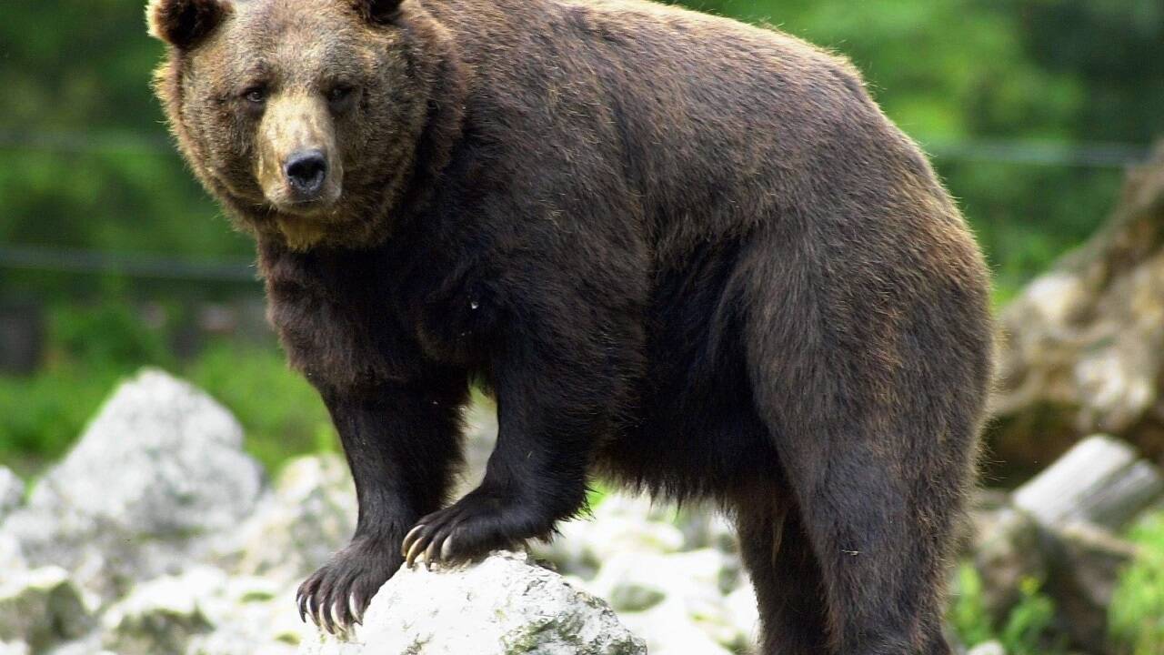 Spuren eines Bären (Symbolbild) sind im Talschluss des Glemmtals aufgetaucht. Spuren eines Bären (Symbolbild) sind im Talschluss des Glemmtals aufgetaucht.