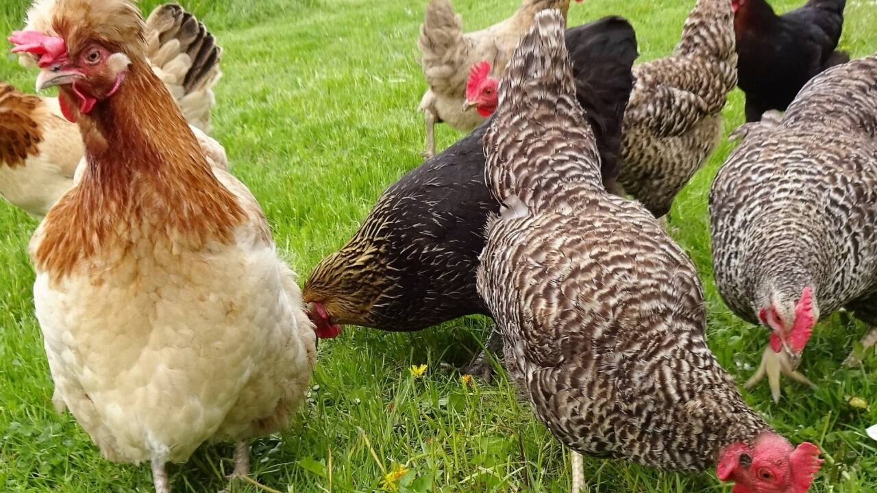Scholastika (links) und ihre Kolleginnen – hier ohne Stallpflicht beim Scharren und Picken.  