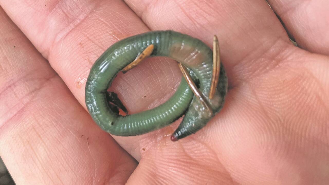 Der Smaragdgrüne Regenwurm (Allolobophora smaragdina) auf der Hand von Margret Mitterer - sie ist die Mutter der kleinen Ilvy, die den Wurm auf dem Alten Krimmler Tauernweg entdeckt hat. 