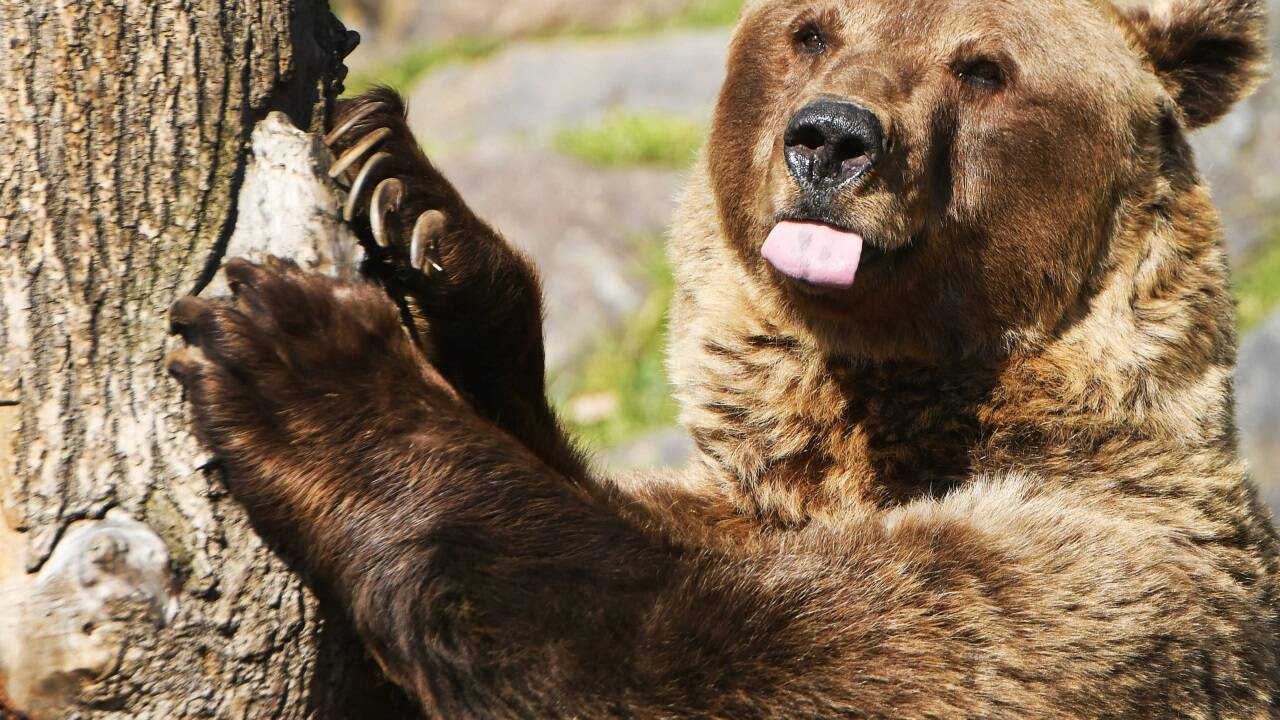 Bären sind von Natur aus scheu. 