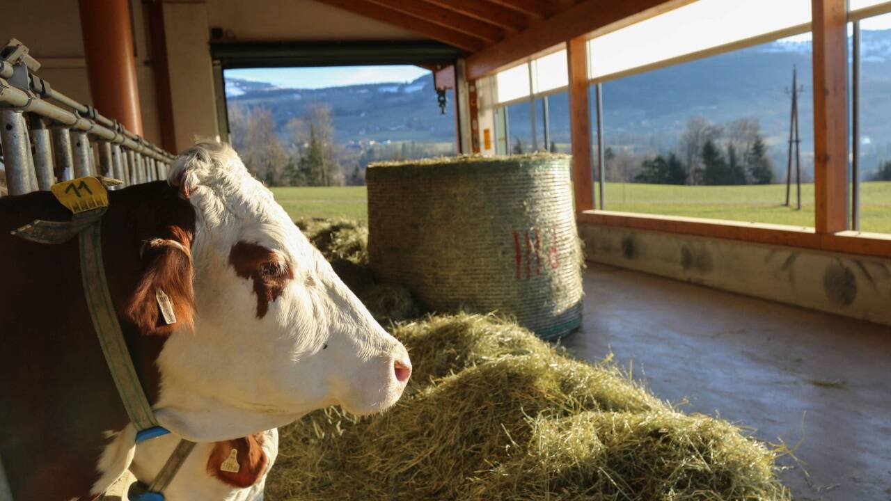 Gerade in der der Viehwirtschaft steigen Bauern wieder auf konventionelle Haltung um. Gerade in der der Viehwirtschaft steigen Bauern wieder auf konventionelle Haltung um.