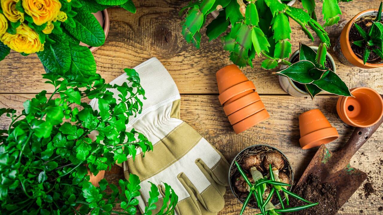  Mehr und mehr Nutzpflanzen halten Einzug in den österreichischen Gärten. Auch Balkonbesitzer füllen den meist deutlich kleineren Raum verstärkt mit allem, was Essbares liefert. 