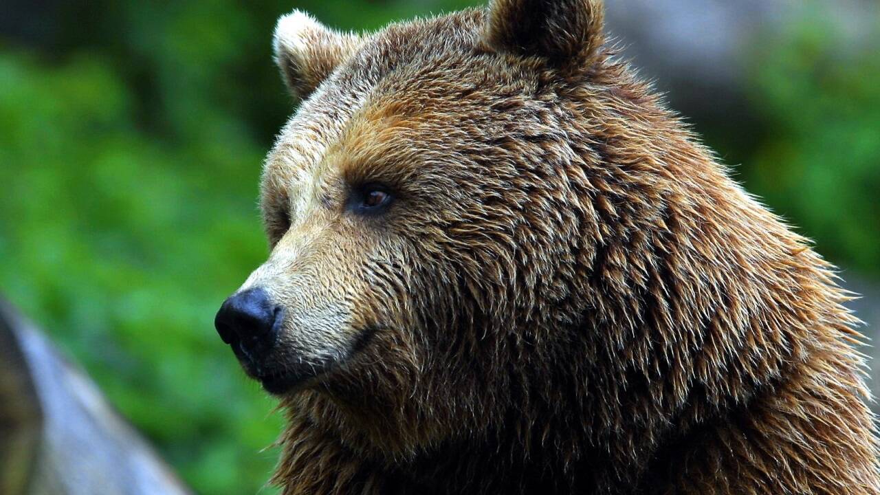 Braunbär (Symbolbild). 