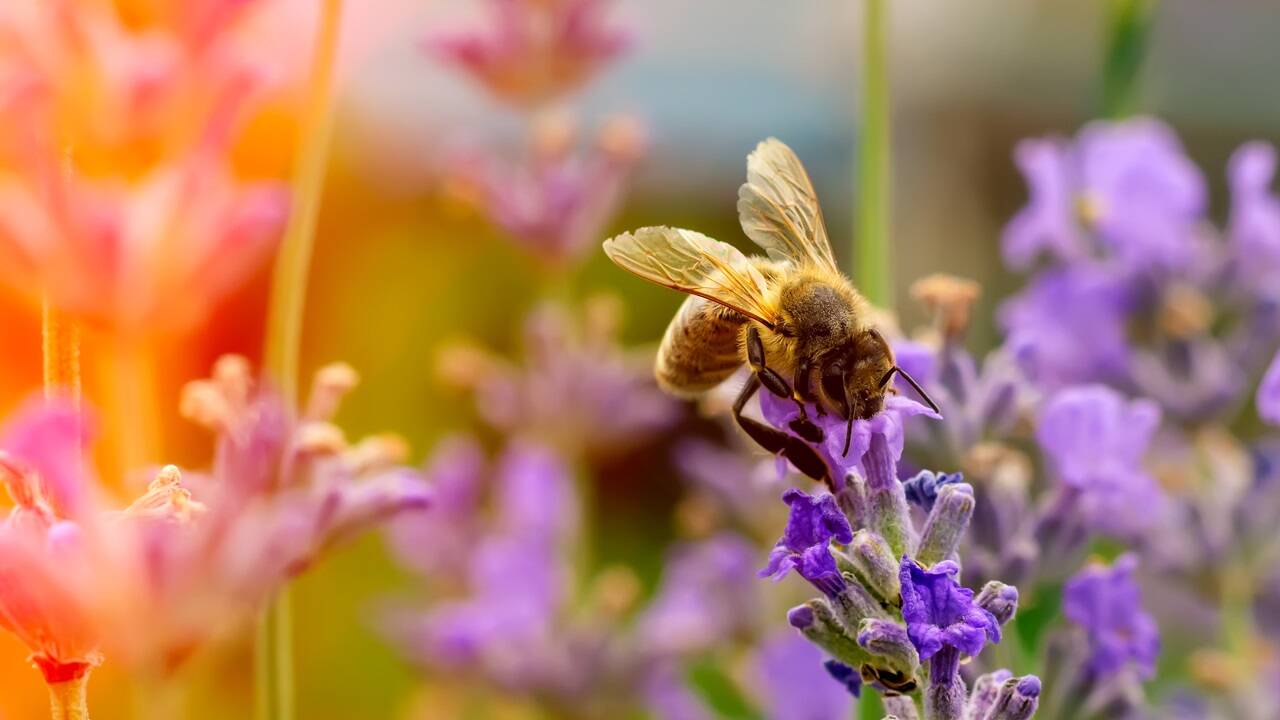 Lavendel ist ein Magnet für Honigbienen. 