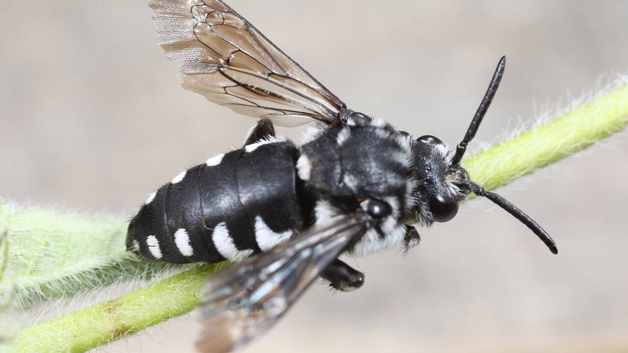 In Österreich wurde eine neue Bienenart gefunden. 