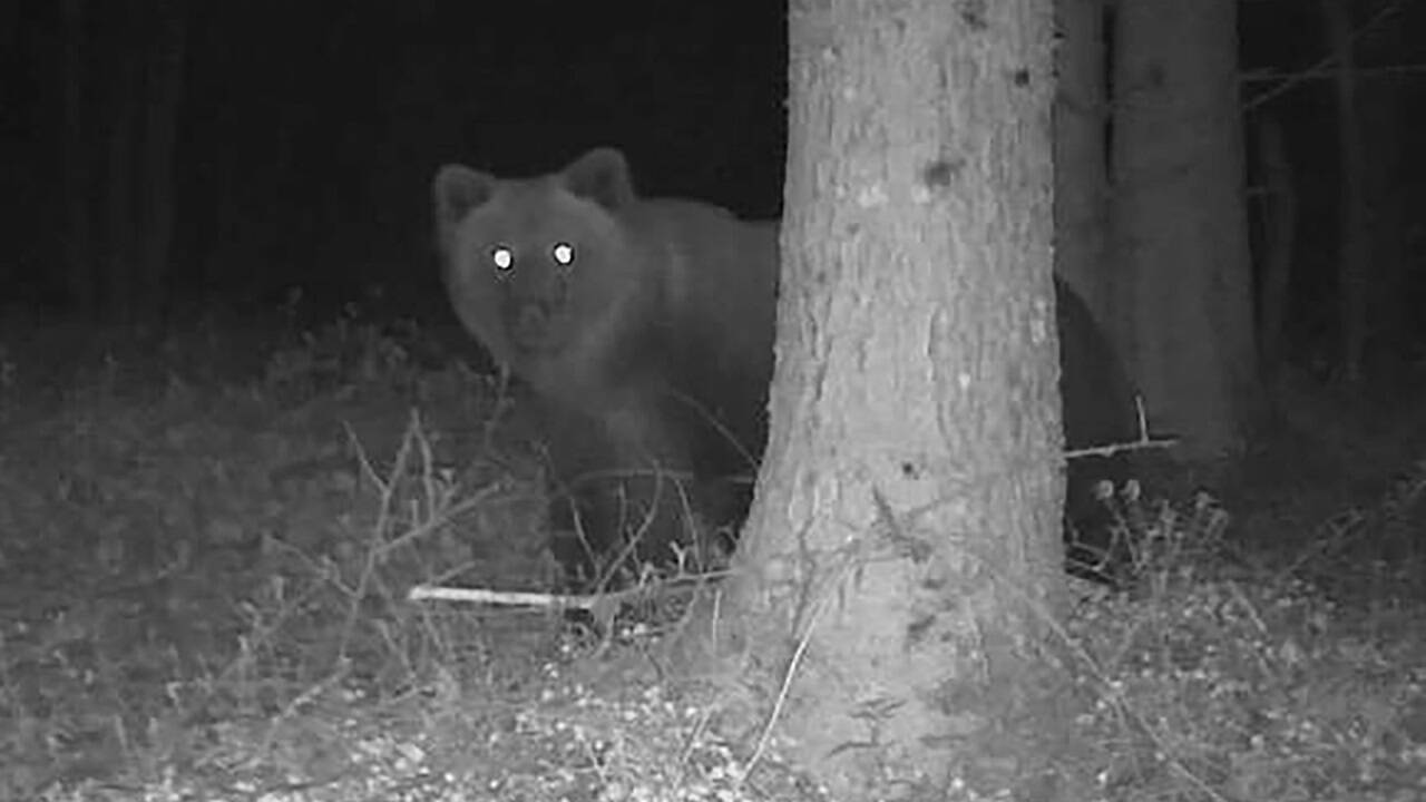 Anfang Mai tappte dieser Bärim Landkreis Traunstein in eine Fotofalle.  