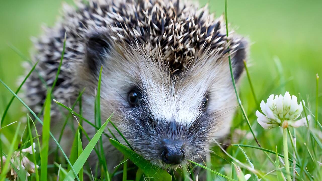Mähroboter können für Igel tödlich sein. Da helfen alle Stacheln nichts.  