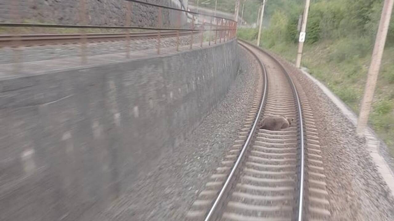 In der Nähe des Bahnhofs Schwarzach-St. Veit im Salzburger Pongau ist am Dienstag, 23. Mai 2023, ein Bär mit einem Zug zusammengestoßen und getötet worden. 