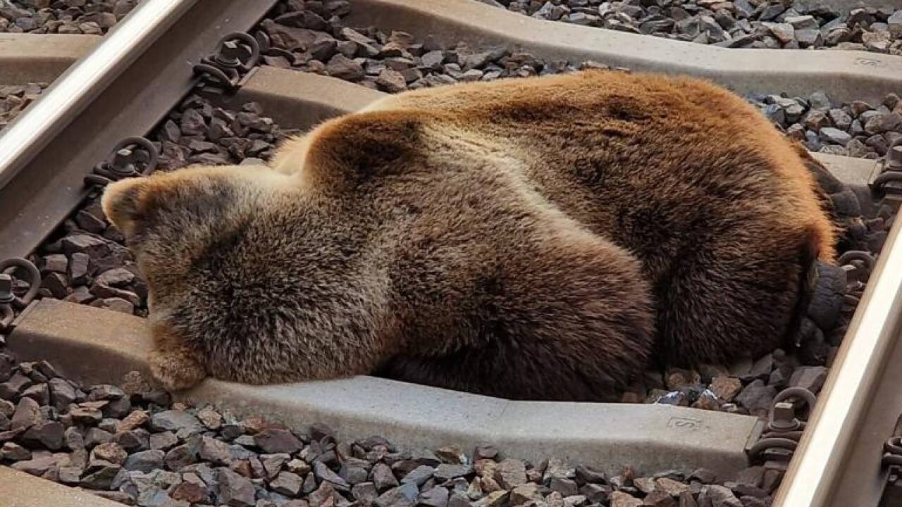 Der tote Bär auf der Bahnstrecke zwischen Schwarzach und Lend. Der tote Bär auf der Bahnstrecke zwischen Schwarzach und Lend.