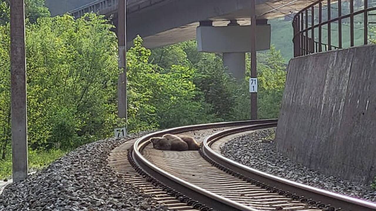 In der Nähe des Bahnhofs Schwarzach-St. Veit im Salzburger Pongau ist am Dienstag, 23. Mai 2023, ein Bär mit einem Zug zusammengestoßen und getötet worden. 