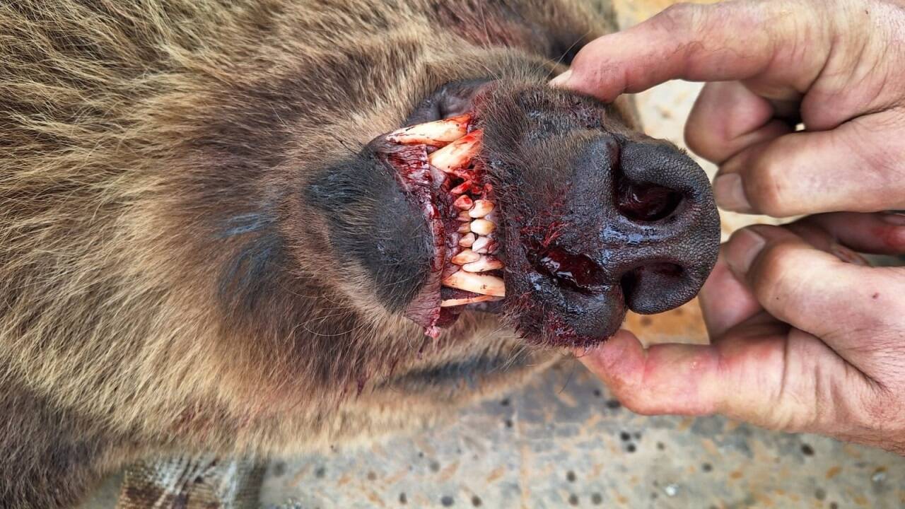 Der Bär erlitt schwere Kopfverletzungen.  