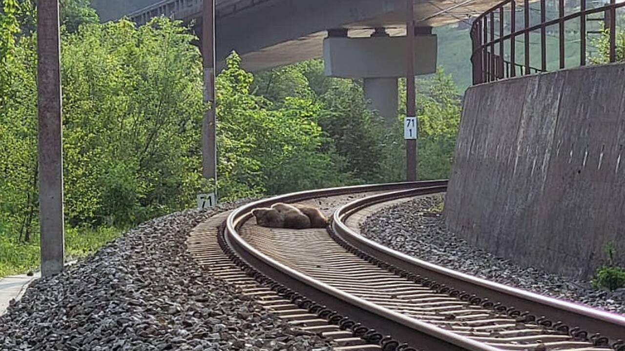 Der Bär wurde am 23.05.2023 in den Morgenstunden zwischen Schwarzach und Lend auf der ÖBB-Strecke der Tauernbahn von einem Zug erfasst und dabei getötet. 