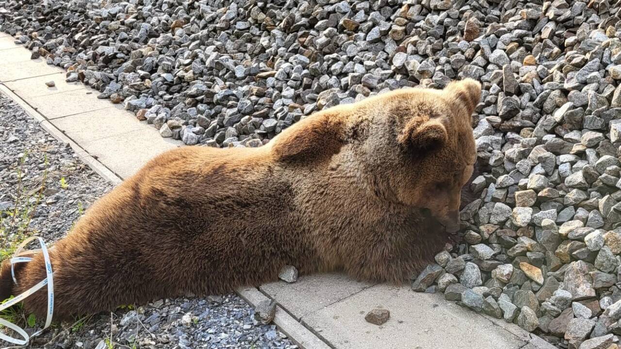 Der Bär wurde am 23.05.2023 in den Morgenstunden zwischen Schwarzach und Lend auf der ÖBB-Strecke der Tauernbahn von einem Zug erfasst und dabei getötet. 