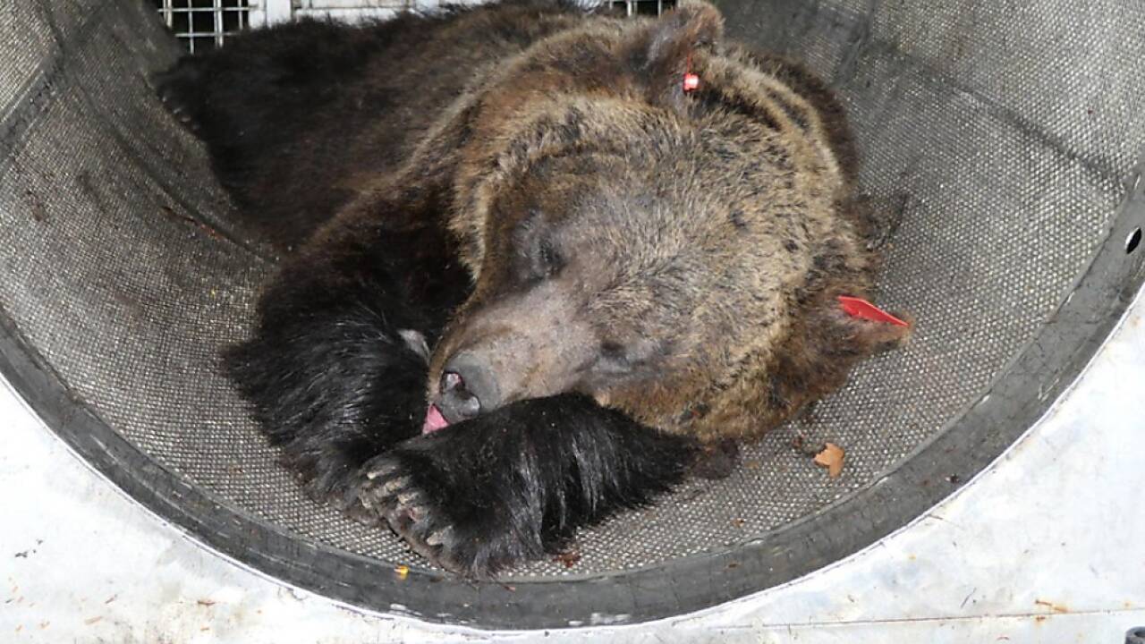 Foto der sedierten Bärin JJ4 aus dem Jahr 2020  Foto der sedierten Bärin JJ4 aus dem Jahr 2020