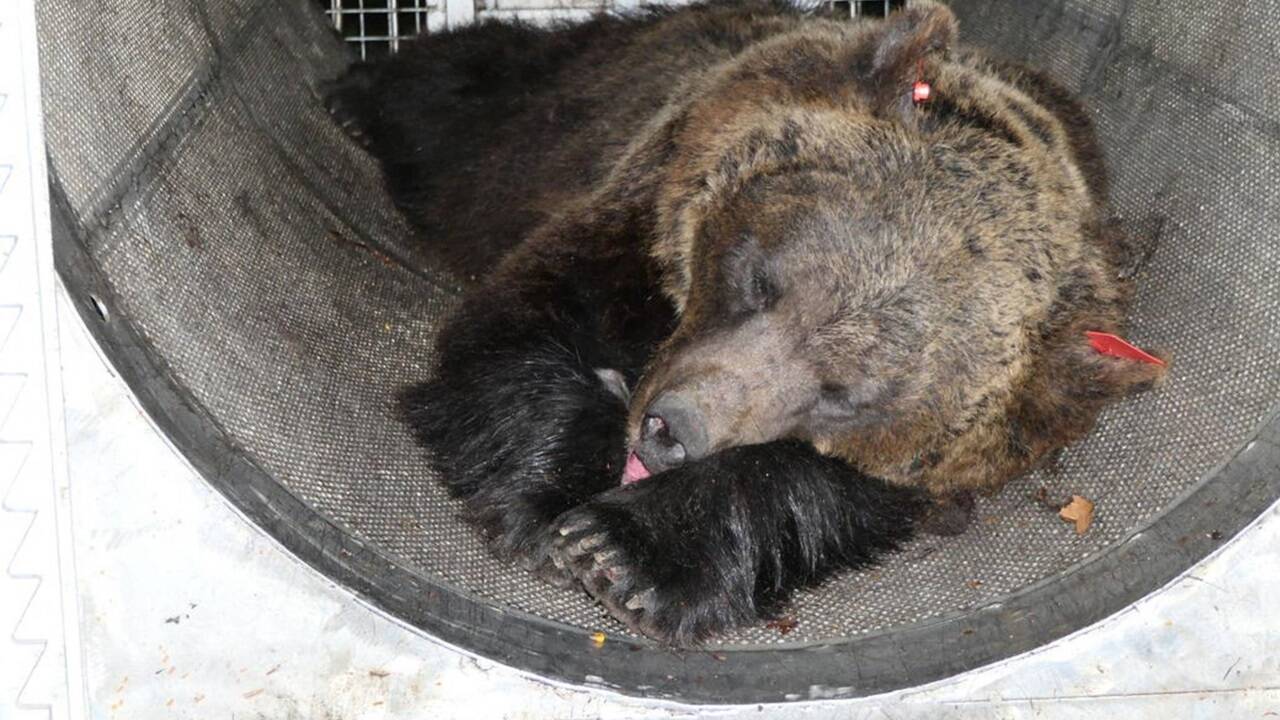 Die Bärin JJ4, vulgo Gaia, wurde im April 2023 in einer Lebendfalle gefangen und befindet sich derzeit in einem Wildgehege in der Nähe von Trento. 