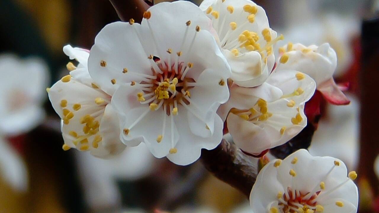 In voller Blüte: Aber durch die Spätfröste gibt es bei Marillen gewaltige Einbußen.  In voller Blüte: Aber durch die Spätfröste gibt es bei Marillen gewaltige Einbußen.