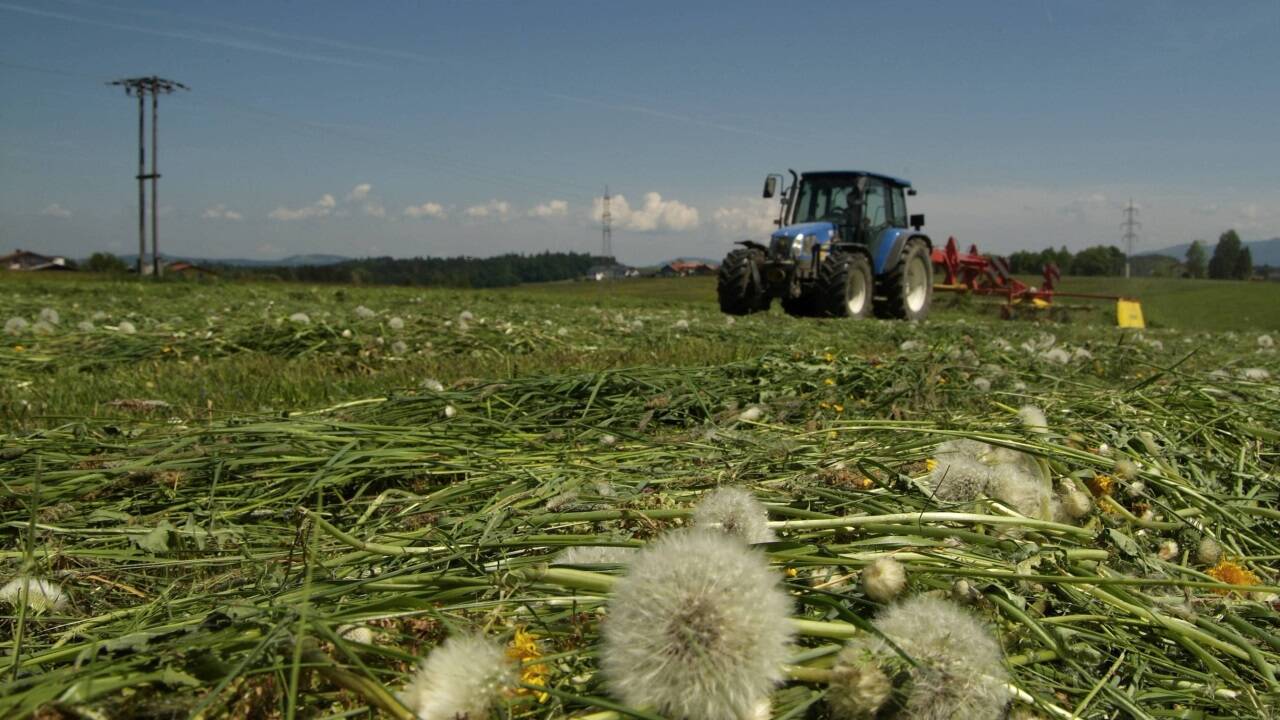Noch ist das Bundesland Salzburg Weltmeister der Biolandwirtschaft. Aber: Die Zahl der zertifizierten Bio-Bauern sinkt.  Noch ist das Bundesland Salzburg Weltmeister der Biolandwirtschaft. Aber: Die Zahl der zertifizierten Bio-Bauern sinkt.