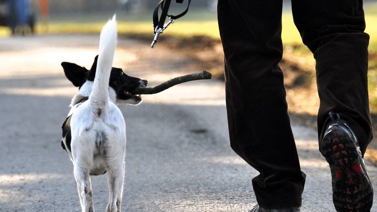 Stolz aufs Holz: Dieser Hund trägt es wie einen kostbaren Schatz. Eine typische Szene.  