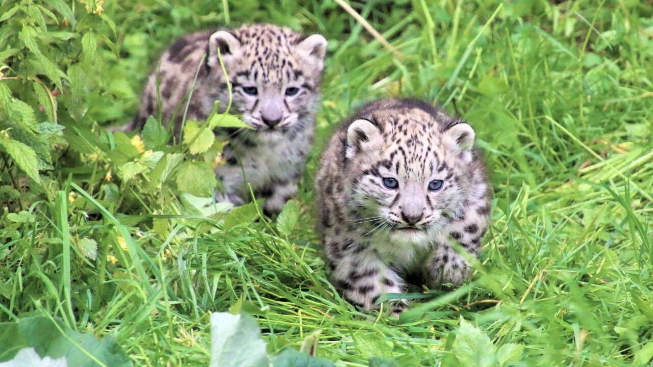 Der Schneeleopardennachwuchs kam am 2. April auf die Welt. Der Schneeleopardennachwuchs kam am 2. April auf die Welt.