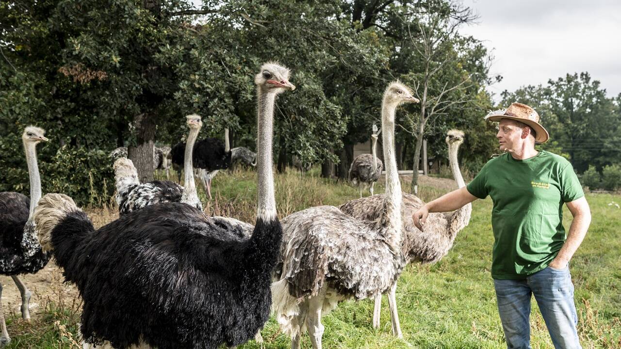  Das weitläufige Straußenland der Familie Gärtner – eingebettet im idyllischen Kamptal – ist ein spannender Zuchtbetrieb für Strauße, Nandus und Emus. 