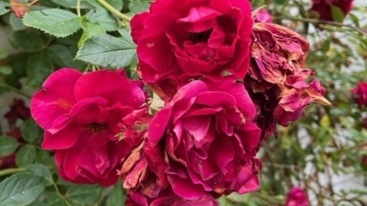 Abgeblühte „Historische Rosen“ nicht abschneiden – es bilden sich bis zum Herbst dekorative Hagebutten.  Abgeblühte „Historische Rosen“ nicht abschneiden – es bilden sich bis zum Herbst dekorative Hagebutten.