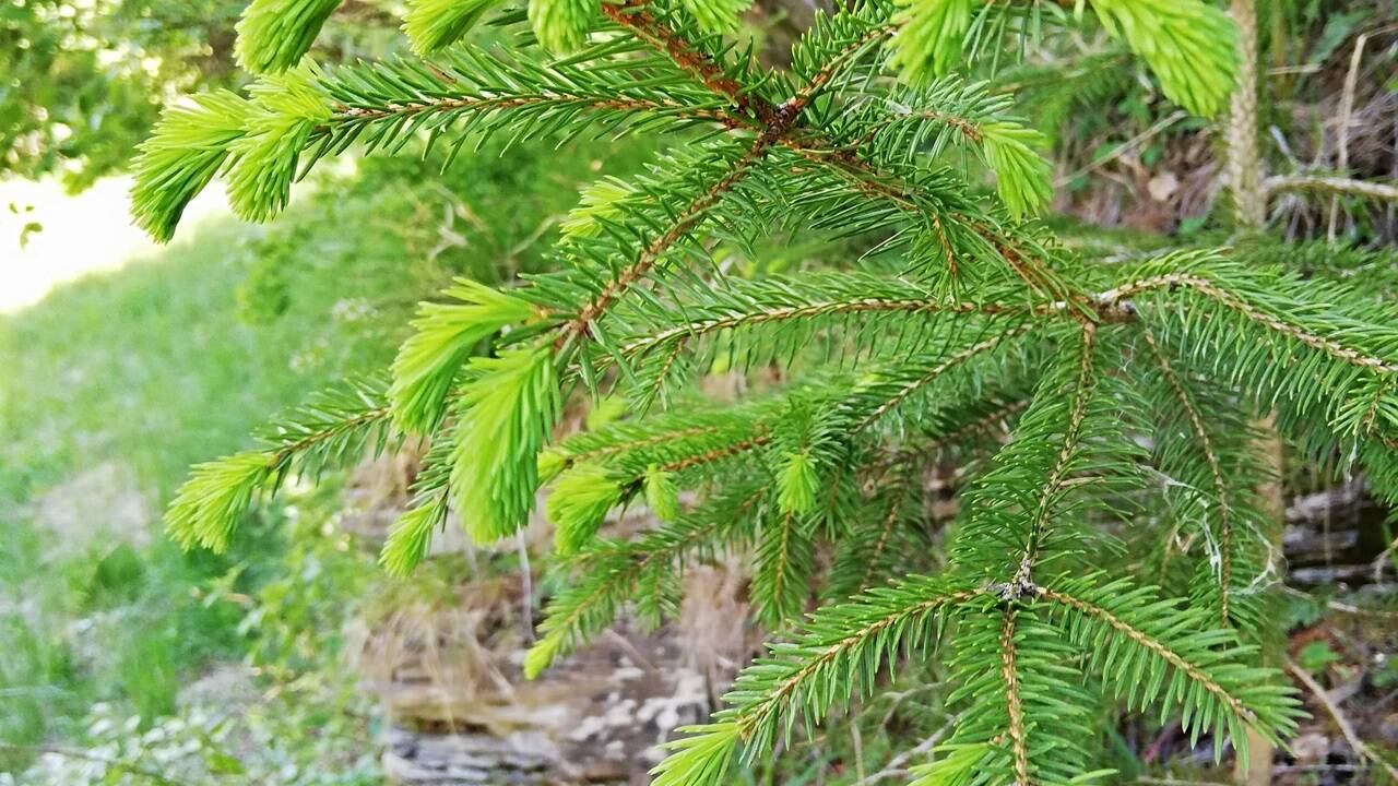 Fichtenwipfel für Sirup, Kosmetik-Deo oder Franzbranntwein.  