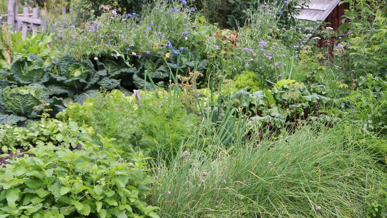 Ein artenreicher Bauerngarten. 