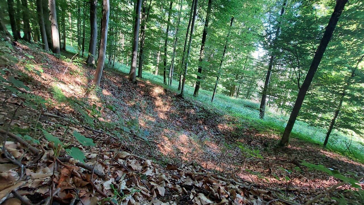 Einer der Bombentrichter im Wald am Plainberg.  