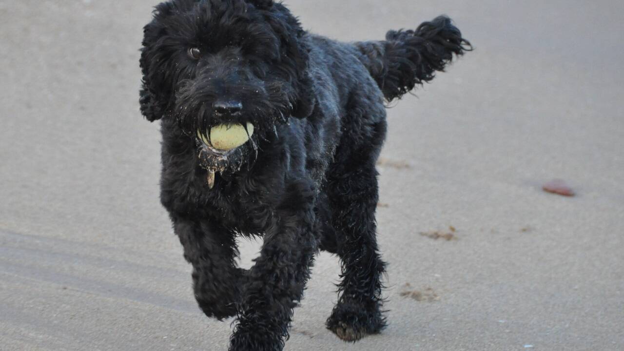 Ein Ball im Maul und Sand unter den Pfoten – Urlaub ganz nach Hundegeschmack.  