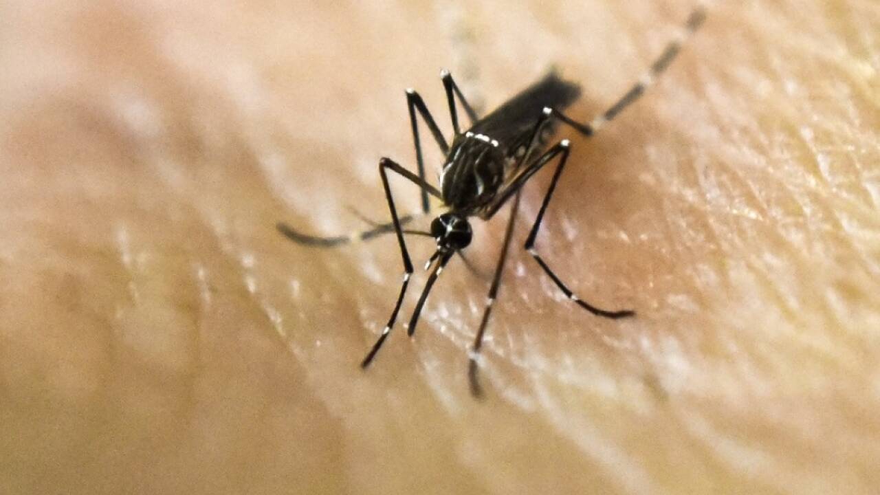Mit dem Klimawandel kommen auch lästige invasive Arten wie die Tigermücke zu uns. 