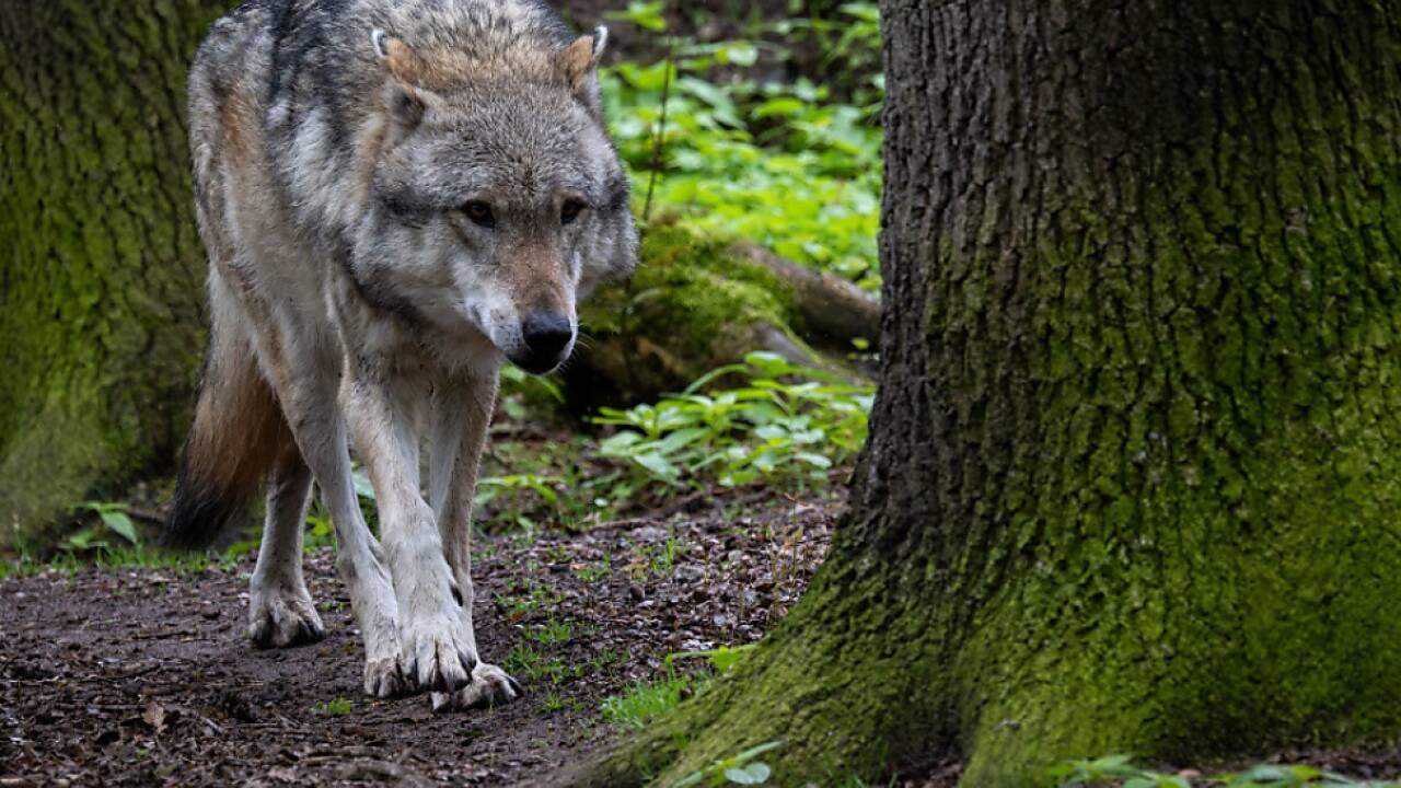 Jäger erlegten in Salzburg einen Problemwolf 