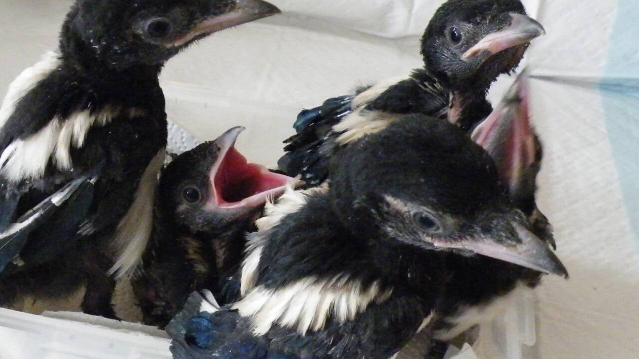 Fordernde Rasselbande: Der typische weiße Bauch und die weißen Schultern sind schon zu erkennen.   Fordernde Rasselbande: Der typische weiße Bauch und die weißen Schultern sind schon zu erkennen.