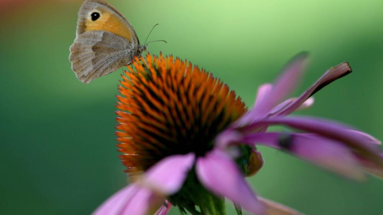 Schmetterlinge werden nun systematisch erhoben 