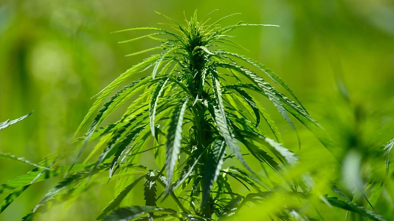 Die Stimmungslage zum Thema Cannabis ist konstant Die Stimmungslage zum Thema Cannabis ist konstant