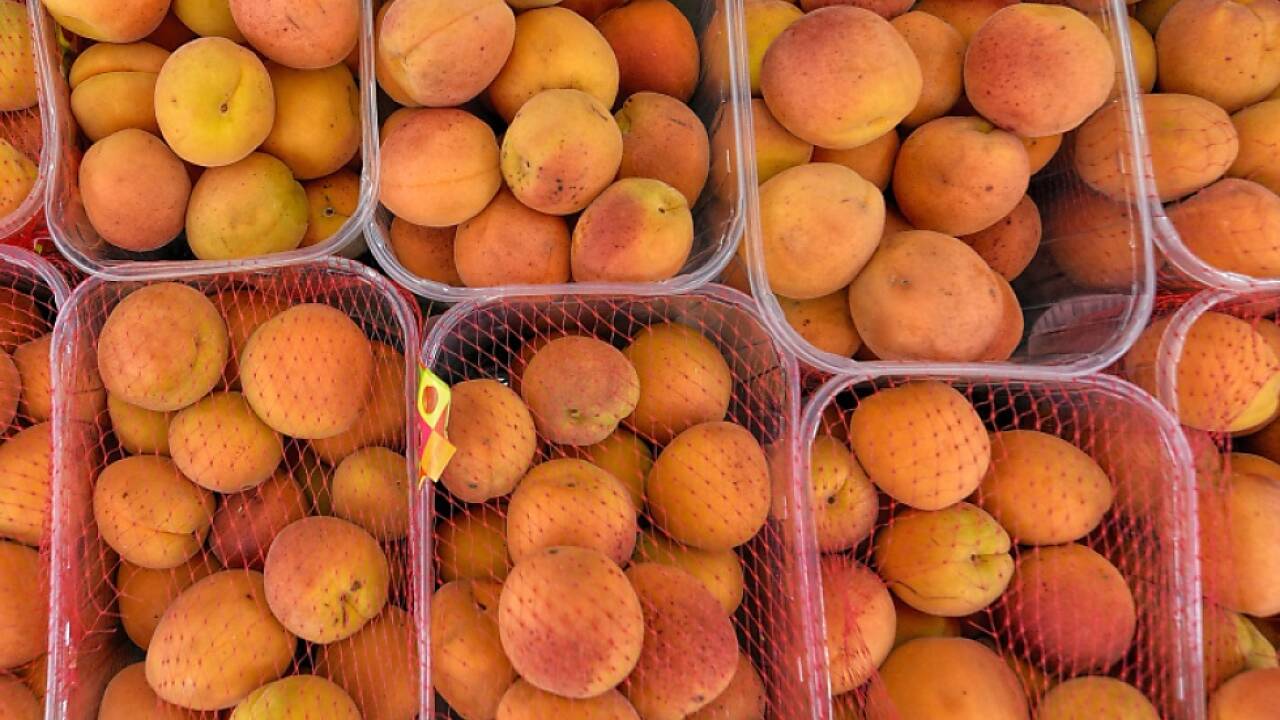 Wachauer Marillenernte doch noch etwas besser als erwartet | SN.at