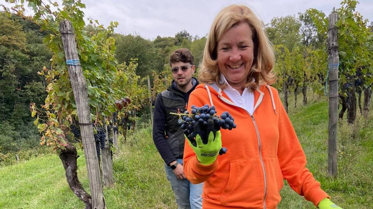 Barbara Schweitzer bei der Weinlese auf dem Weingut der Familie Lenuzza in Prepotto.  