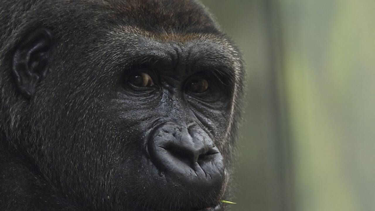Berggorillas tragen Geister-DNA in sich 