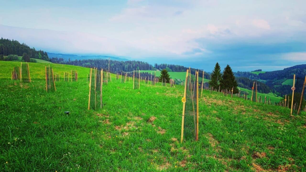 Nahe St. Veit entsteht ein neuer artenreicher Wald  Nahe St. Veit entsteht ein neuer artenreicher Wald