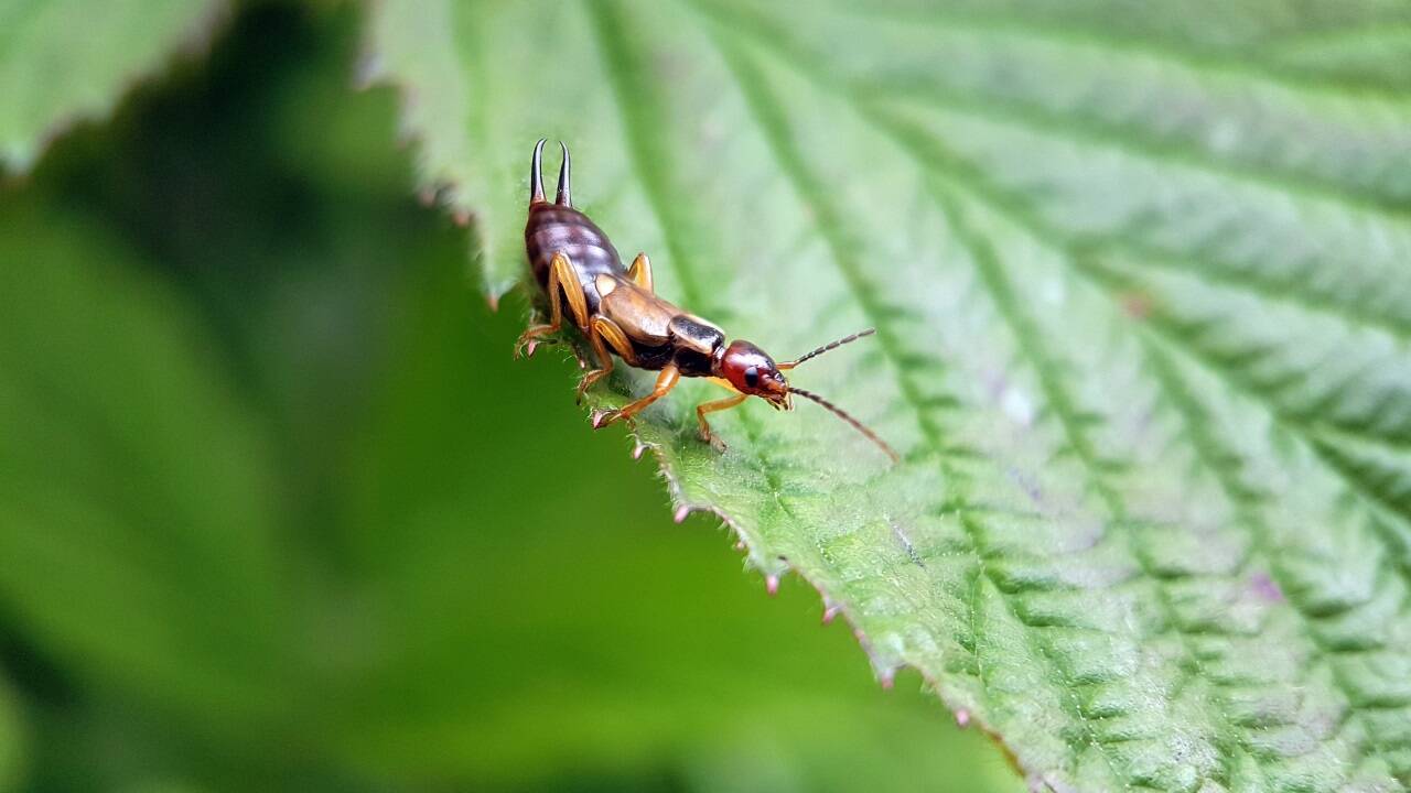 Fasziniert vor allem Kinder: der Gemeine Ohrenschliefer mit seinen bis zu ein Zentimeter langen Zangen.  