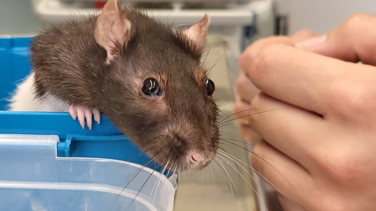 Manche ekeln sich und manche lieben sie so sehr, dass sie Ratten als Haustiere halten. Manche ekeln sich und manche lieben sie so sehr, dass sie Ratten als Haustiere halten.