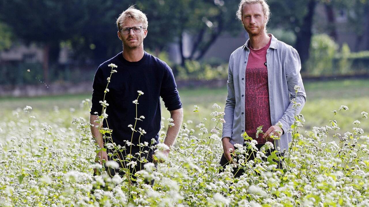 Mathias Hopfinger und David Zezula im Blühstreifen nahe der Universität in Salzburg-Freisaal. Mathias Hopfinger und David Zezula im Blühstreifen nahe der Universität in Salzburg-Freisaal.