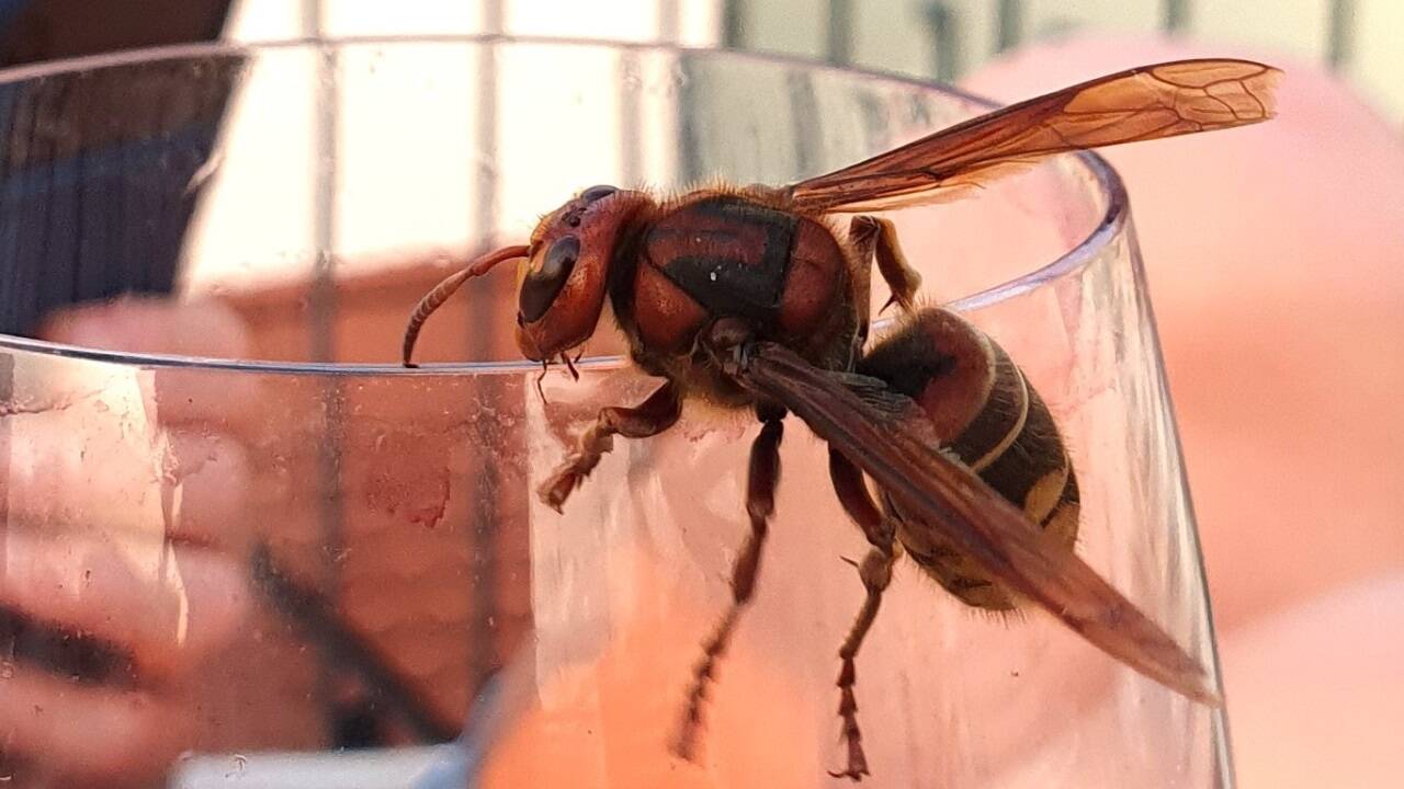 Eine heimische Hornisse an meinem Weinglas – leider ohne Größenvergleich, aber locker über drei Zentimeter lang. Eine heimische Hornisse an meinem Weinglas – leider ohne Größenvergleich, aber locker über drei Zentimeter lang.