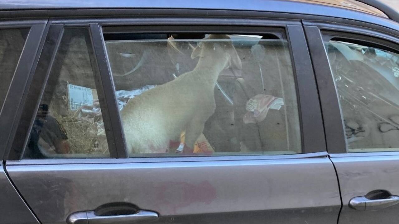 Lamm „Chili“ saß in einem in der Schwarzstraße geparkten Auto. 